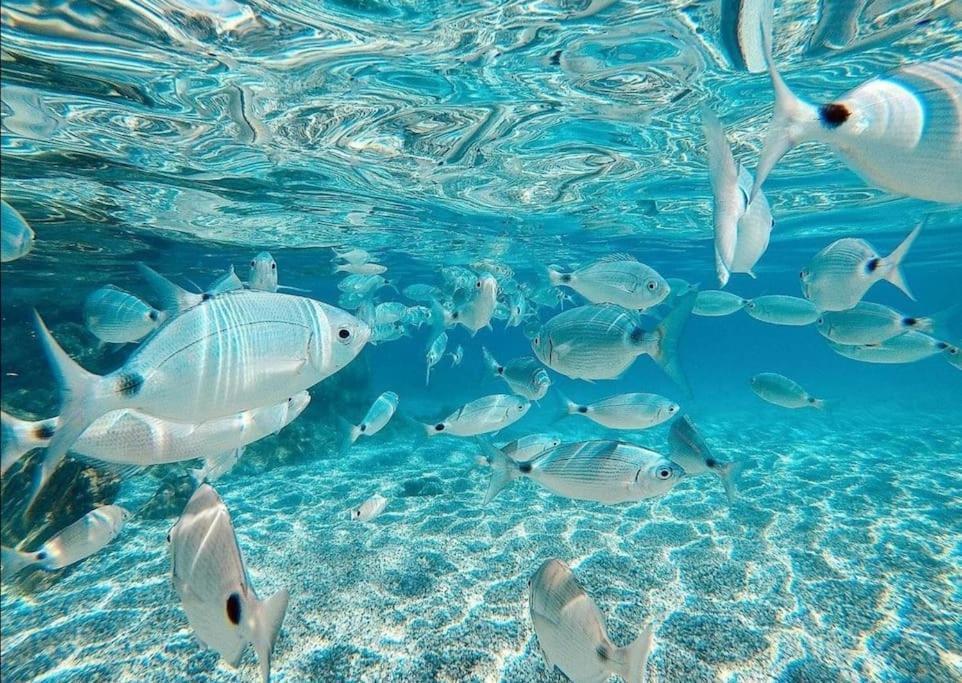 El Playaiso De Aguamarga Lägenhet Agua Amarga  Exteriör bild